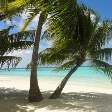 Palmen am weißen Sandstrand mit türkis-blauem Meer im Hintergrund